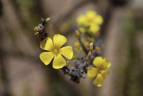 Oxalis virgosa | Giant Wood Sorrel