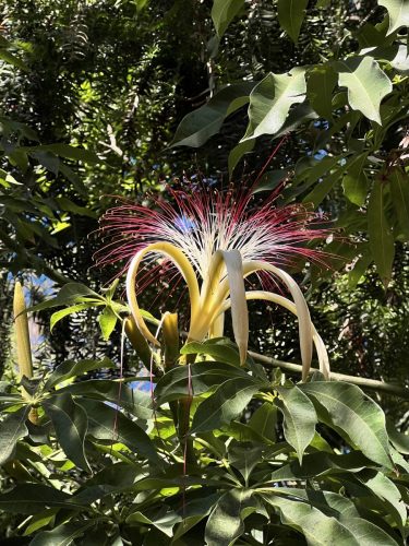 Pachira aquatica | Money tree