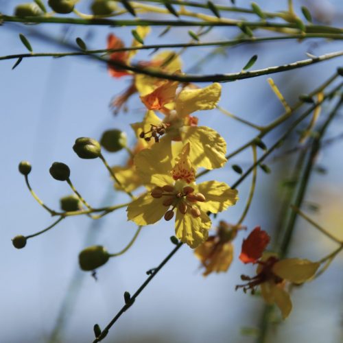 Parkinsonia acuelata | Mexican Palo Verde