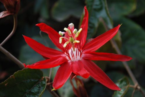 Passiflora vitifolia | Crimson passionflower
