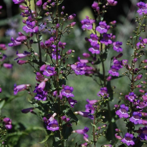Penstemon spectabilis | Showy Penstemon