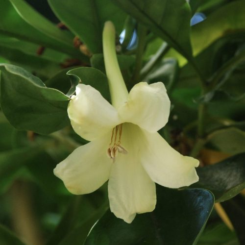 Fagraea ceilanica | Perfume Flower Tree