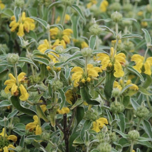 Phlomis fruticosa | Jerusalem Sage