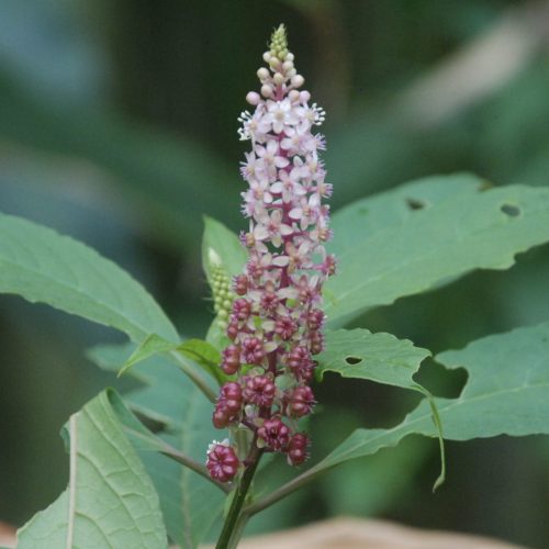 Phytolacca americana | American pokeweed