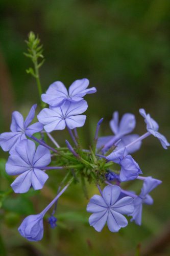 Cape plumbago | Plumbago auriculata
