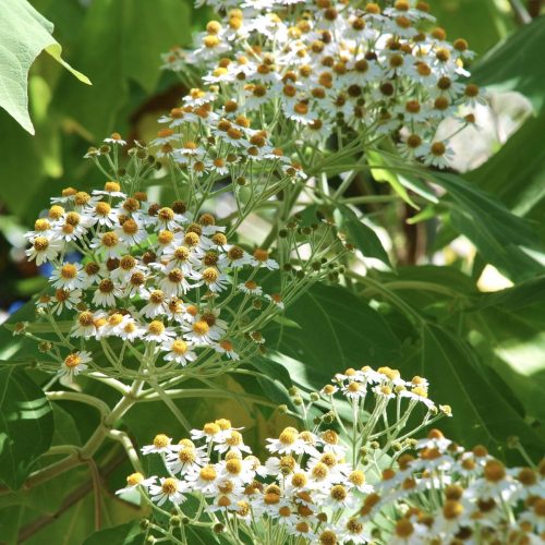 Podachaenium eminens | Giant Daisy Tree
