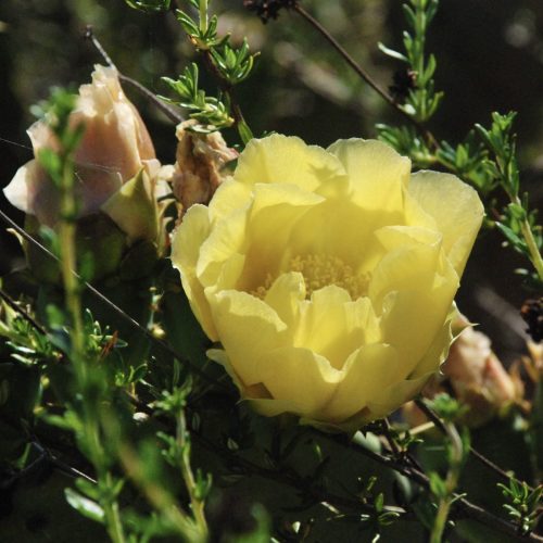 Opuntia littoralis | Coast Prickly Pear