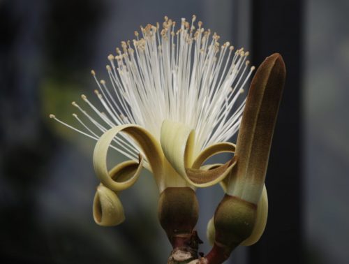 Pseudobombax ellipticum | Shaving Brush Tree