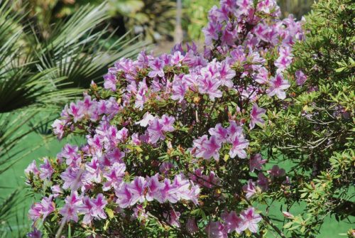 Rhododendron indicum 'George L. Taber' | George Taber Azalea