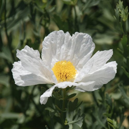 Romneya coulteri | Matilija Poppy