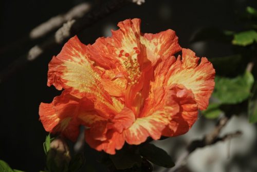 Hibiscus rosa-sinensis | Rosalind