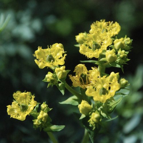 Ruta gravolens | Rue