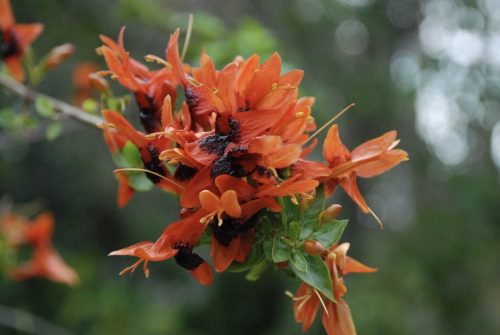 Ruttya fruticosa | Jammy Mouth