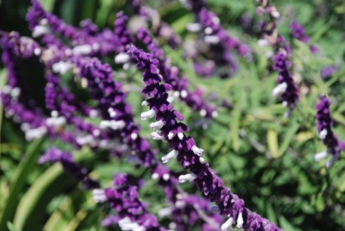 Salvia leucantha | Mexican Sage