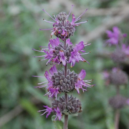 Salvia leucophylla | Purple Sage