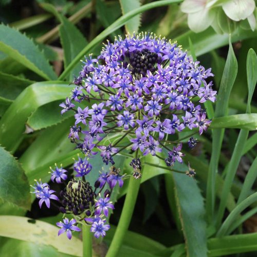 Scilla peruviana | Portuguese Squill