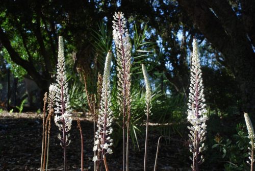 Drimia maritima | Sea squill