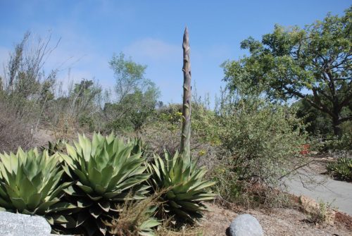 Agave shawii | Shaw’s agave