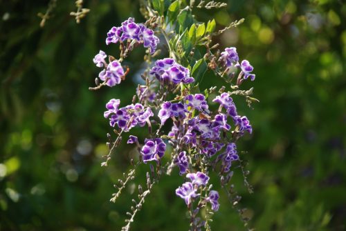 Duranta erecta | Skyflower