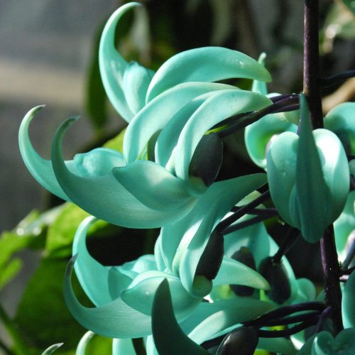Strongylodon macrobotrys | Jade vine