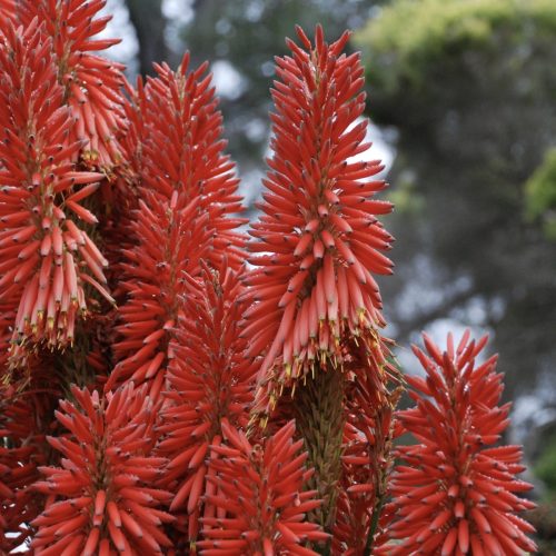 Aloe sp. | ‘Super red’ aloe