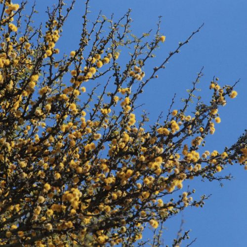Acacia farnesiana | Sweet Acacia