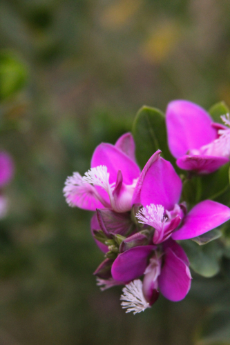 Sweet Pea Shrub | Polygala myrtifolia