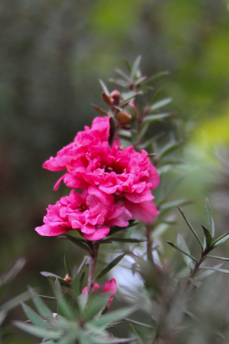 'Gaiety Girl' Tea Tree | Leptospermum scoparium 'Gaiety Girl'