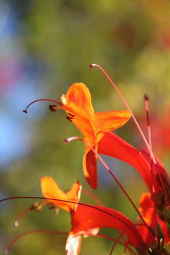 Cape Honeysuckle | Tecoma capensis