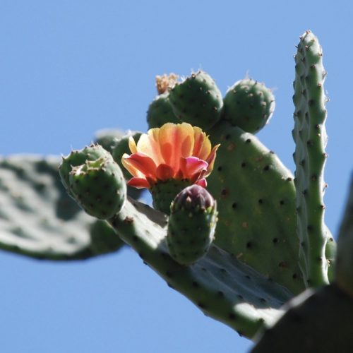 Opuntia tomentosa | Woollyjoint pricklypear