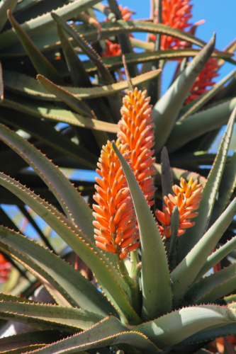 Tree Aloe | Aloidendron barberae