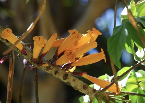 Radermachera ignea | Fire tree jasmine
