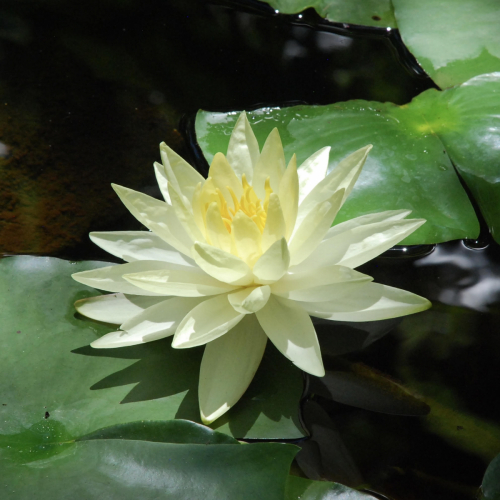 Waterlily | Nymphaea