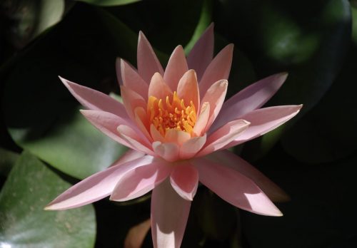 Nymphaea sp. | Water lily
