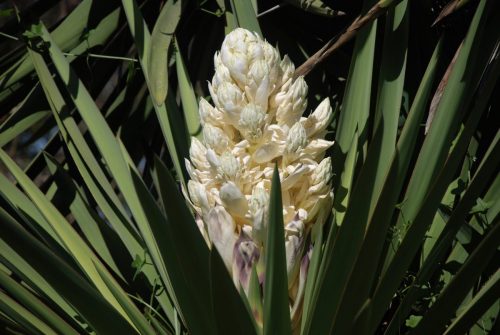 Yucca faxoniana | Spanish Dagger